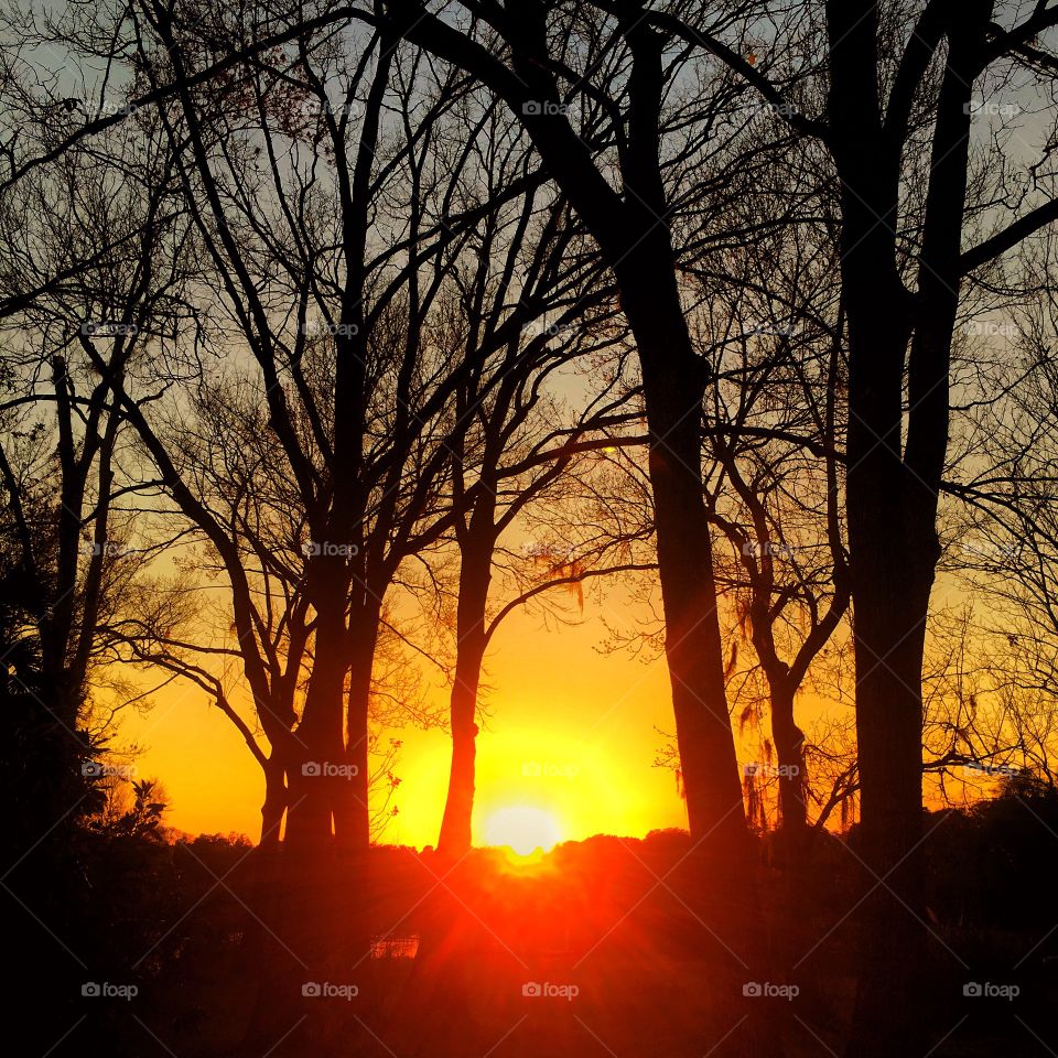 Dawn, Sunset, Tree, Backlit, No Person