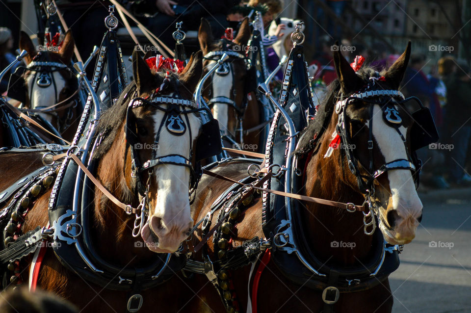 Close-up of a horse drawn carriage in a holiday parade outdoors