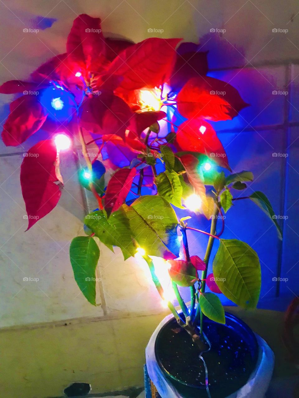 A little bit of light in life 