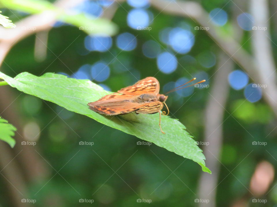 tawny emperor