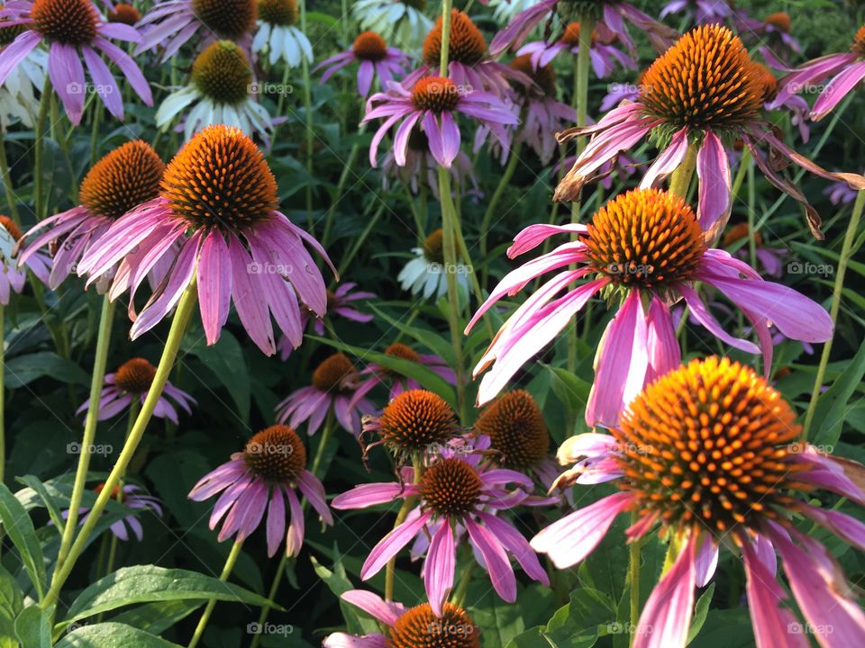 Pink coneflowers 