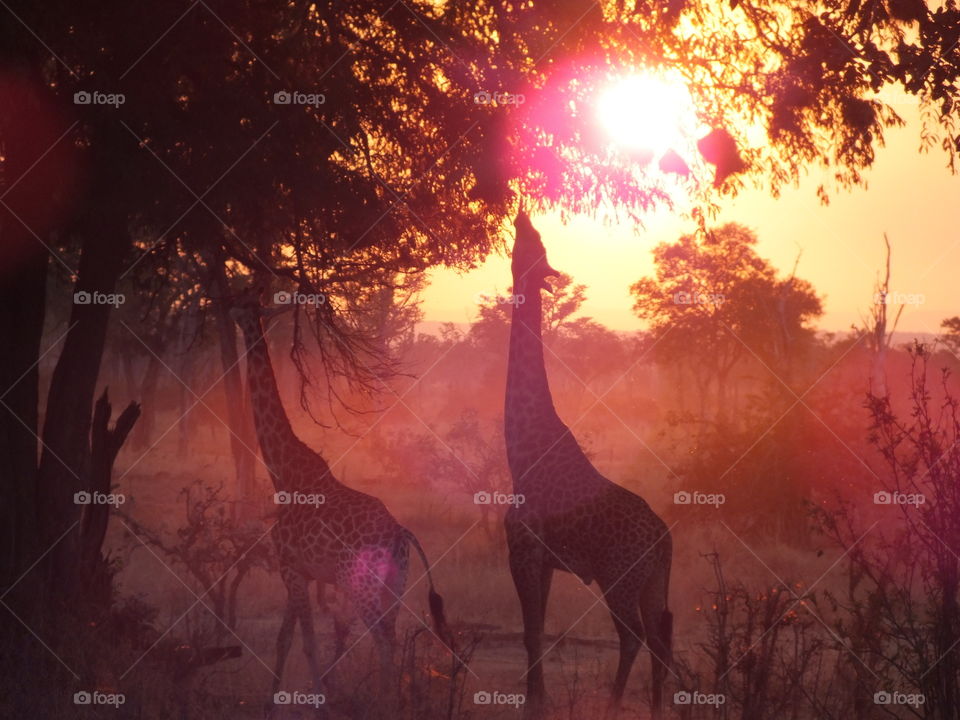 Giraffes eating with the backdrop of the sun rays in a Zambian national park.