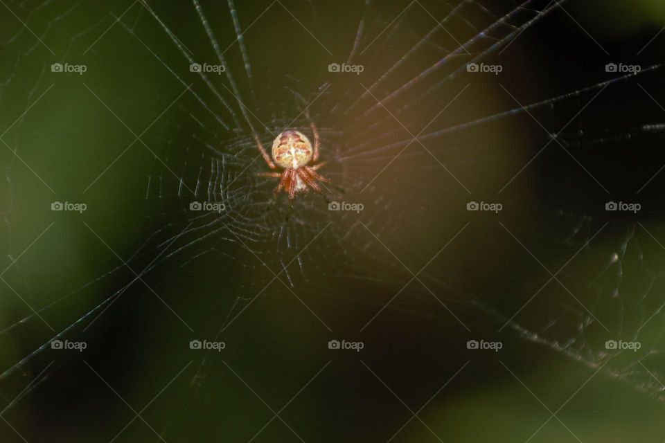 The common garden spider resting in the middle of its beautiful web.