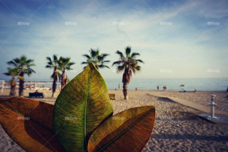 Beach#palms#sea#leaves