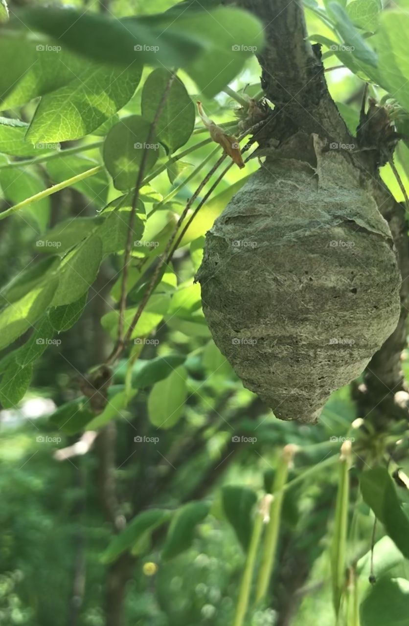 Wasp nest in a tree