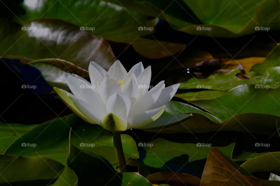 Water lily blooming in pond