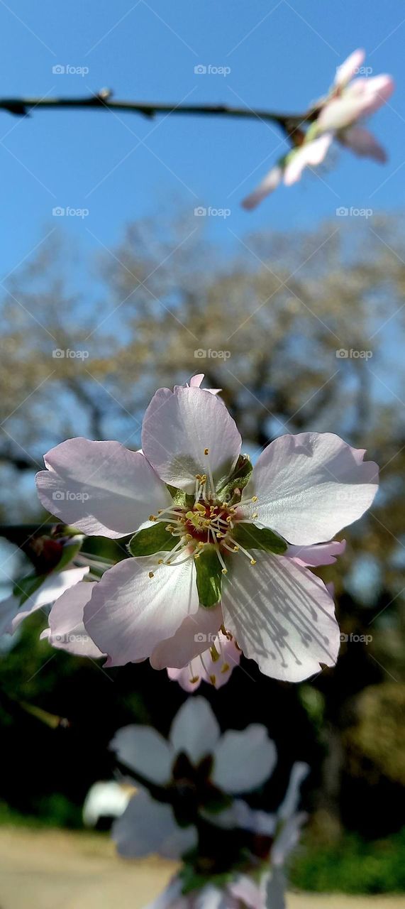 Almond tree flowers