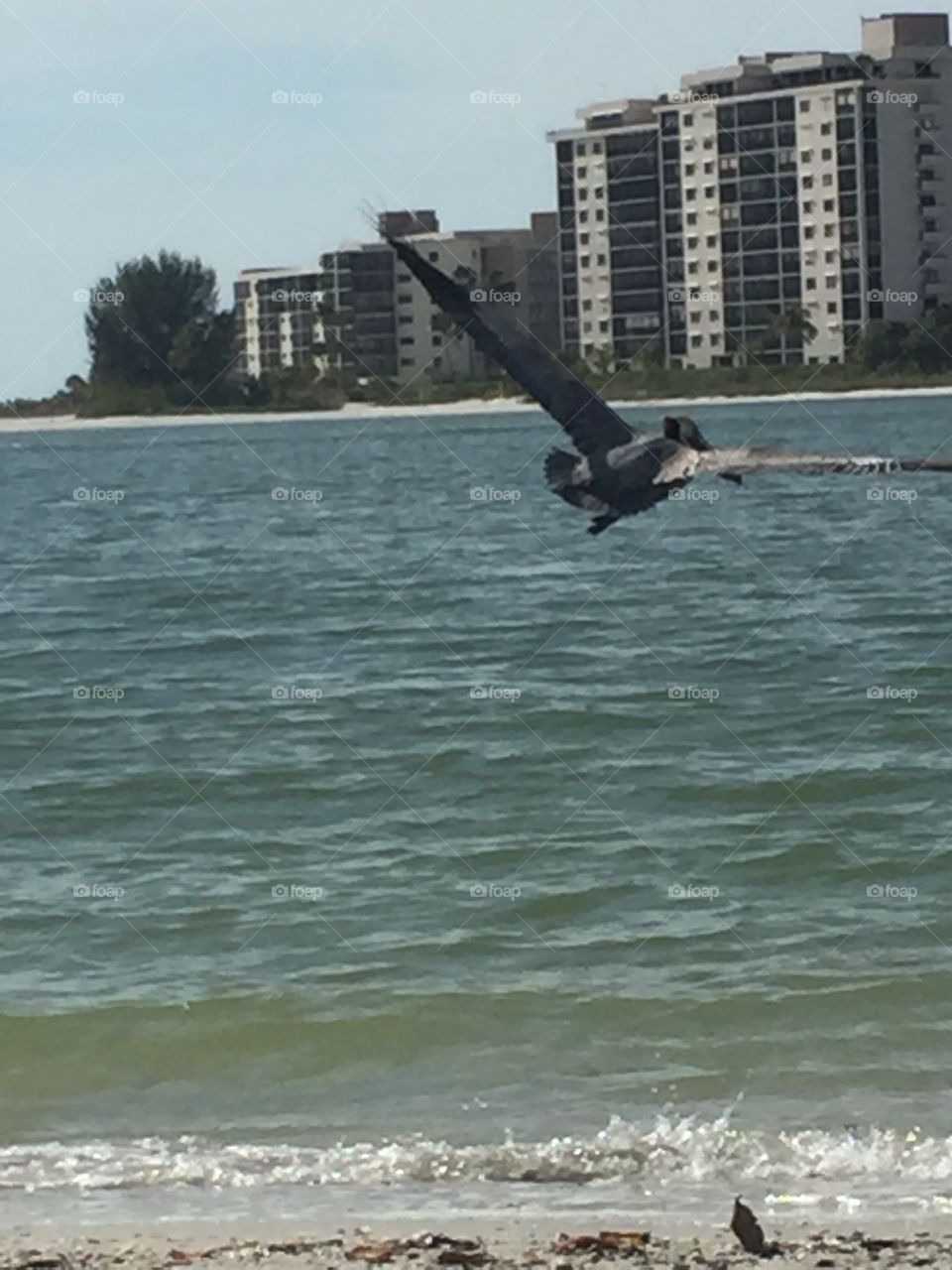 Fresh seafood on the menu. Soaring at Fort Myers Beach looking for something to eat.