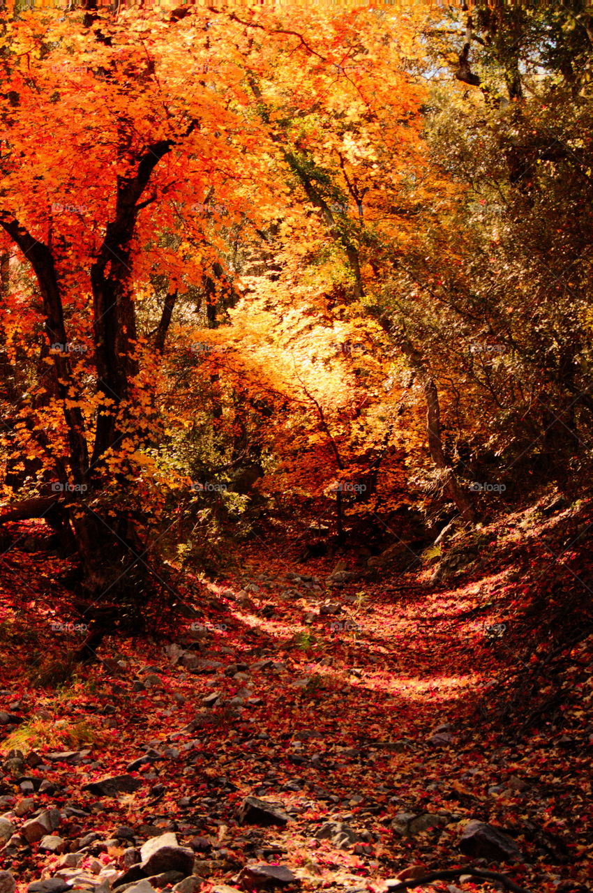 Autumn trees in forest