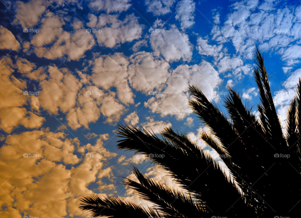 sky blue summer palm by gaguling