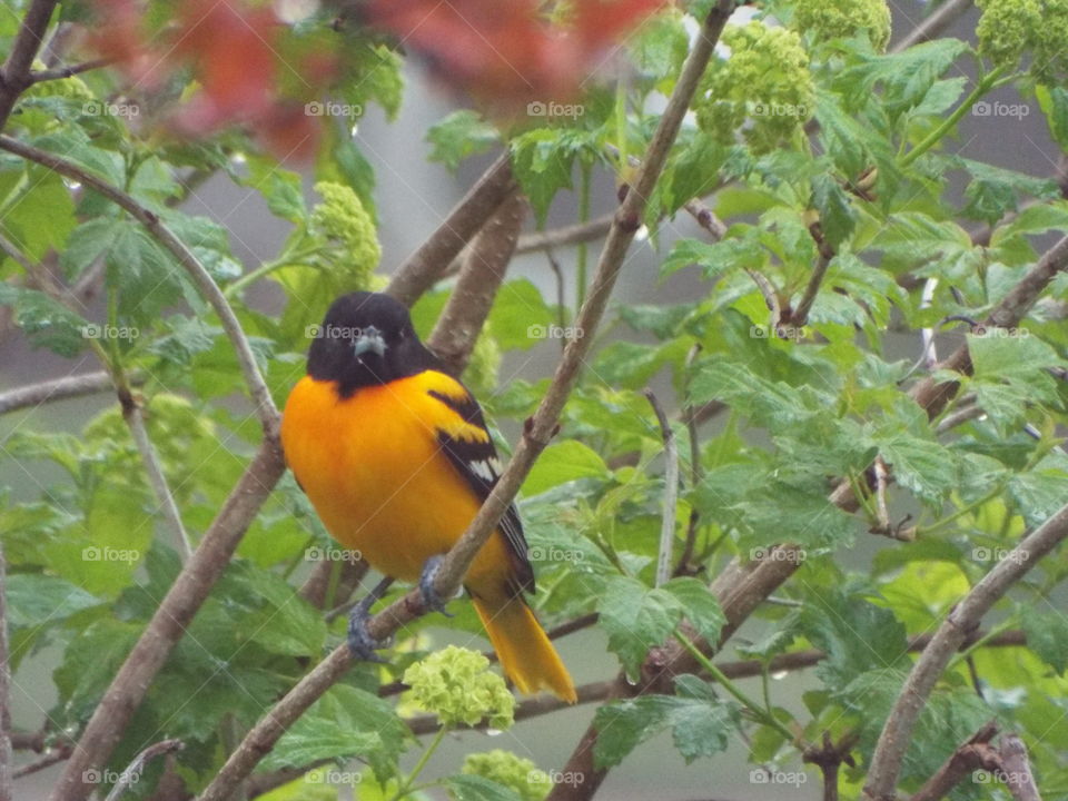 Orio in a tree