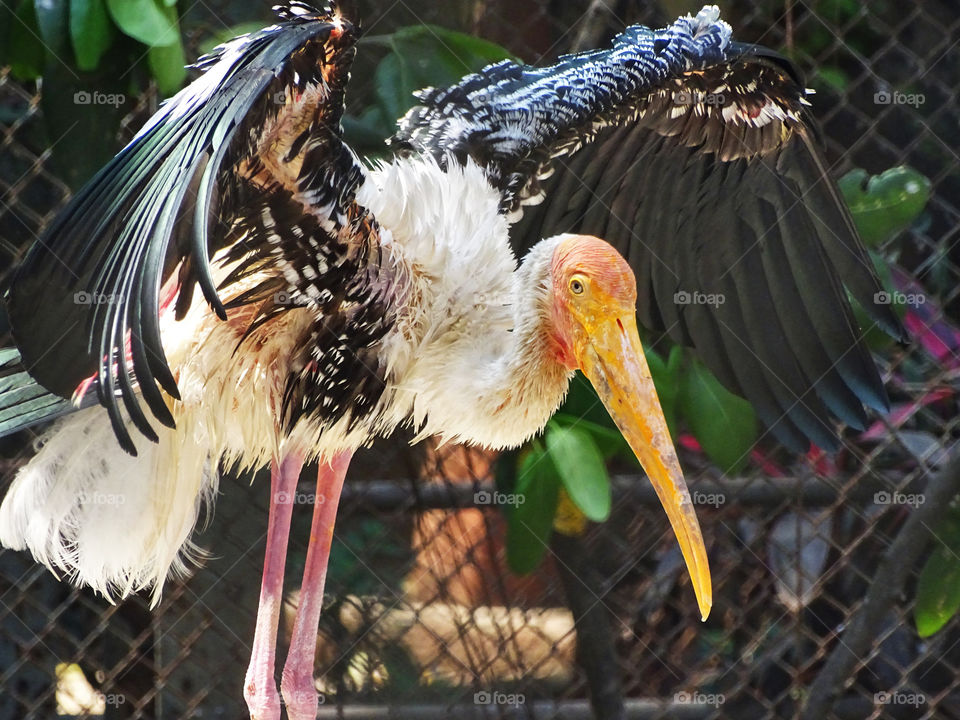 Bird. Drying up after a dip in the pond on a hot summer afternoon