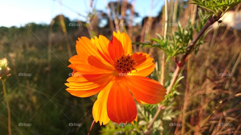Flower of Cerrado