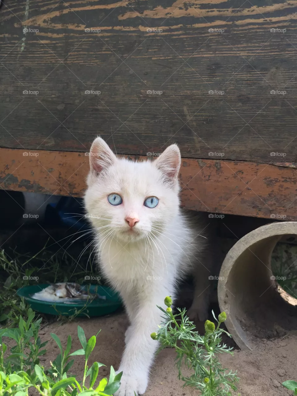 My white kitty 