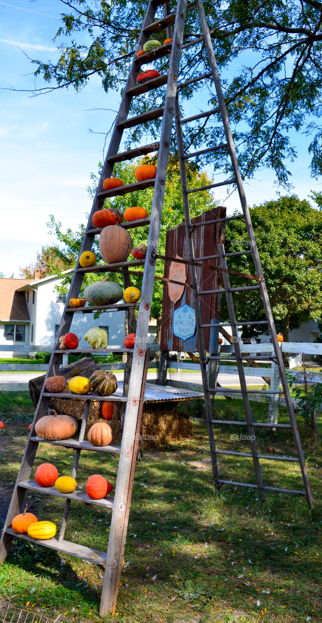 Squash displayed on a ladder at a local pumpkin patch in the fall