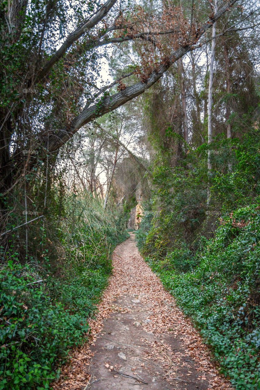 Wood, Nature, Tree, Leaf, Landscape