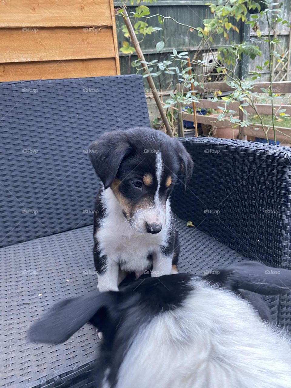 Puppy and mothers head 