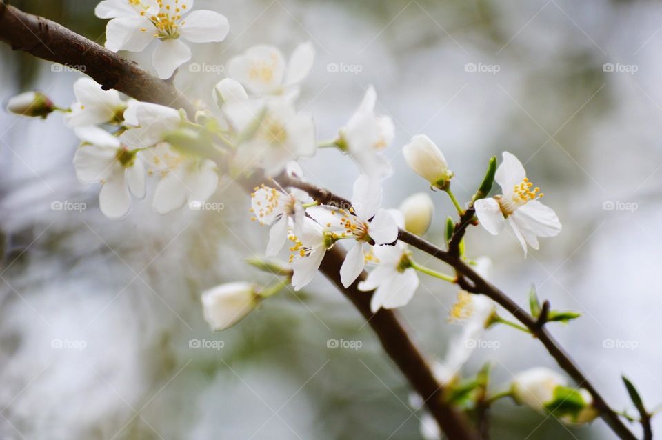 White Spring flowers