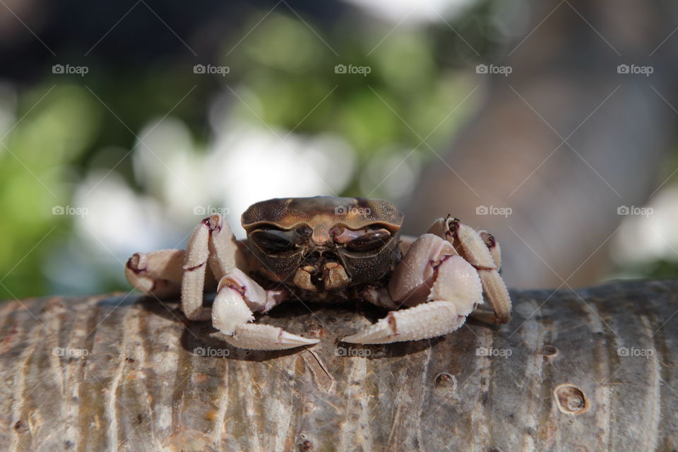 lazy crab. Zanzibar beach