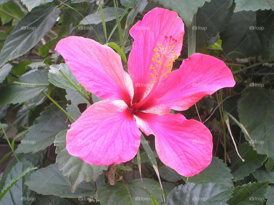 flower