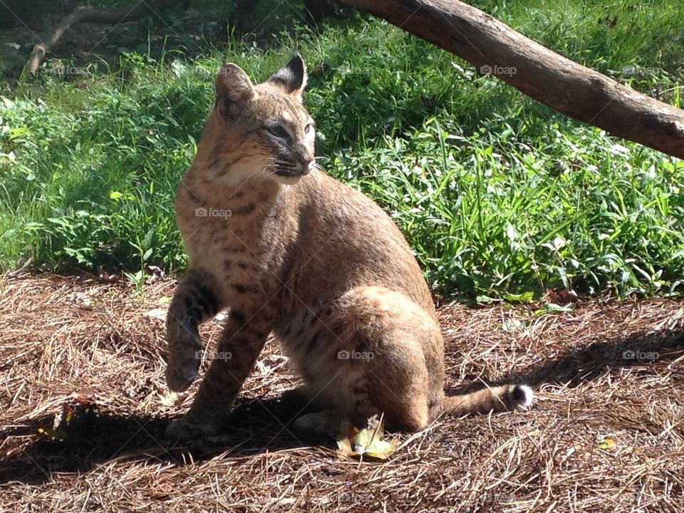 A bobcat in the morning at the Western North Carolina Nature Center.