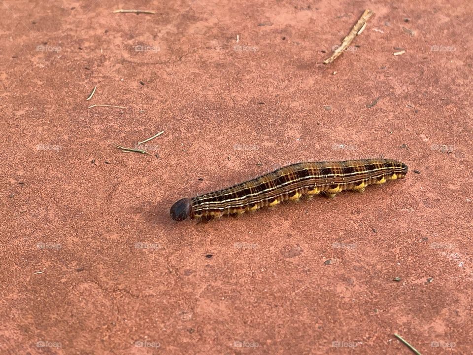 A caterpillar on the sidewalk.