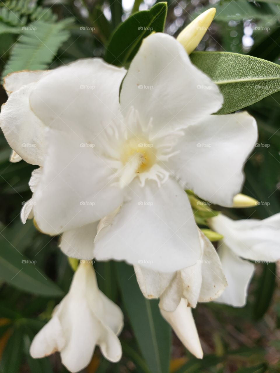 oleander