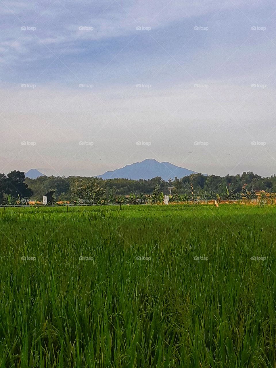 Nature view of ricefield against on mountain
