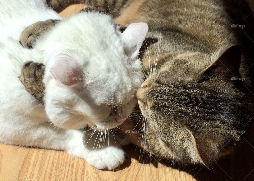 A white cat and a tabby cat hugging each other