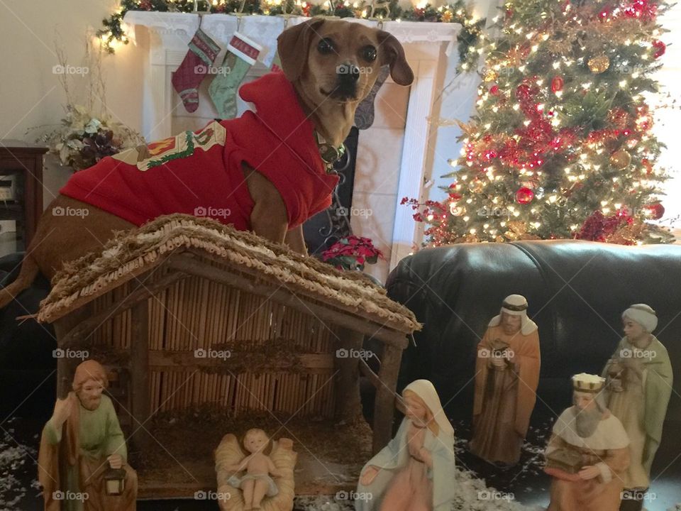 Nativity dog 