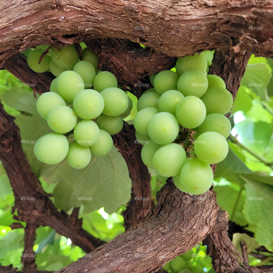 Uvas saborosas