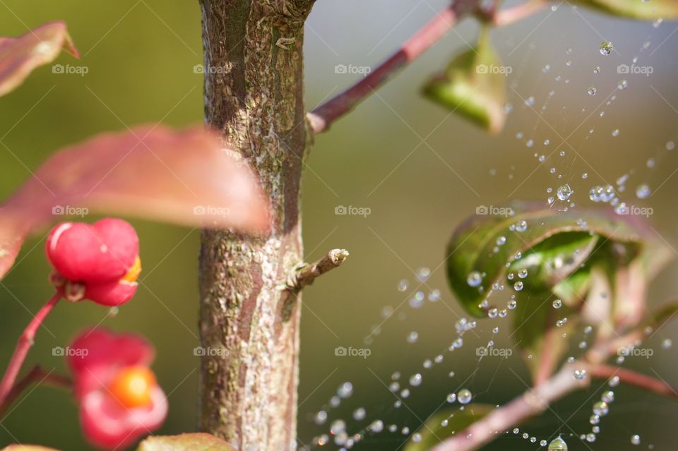 Water droplets on cobweb