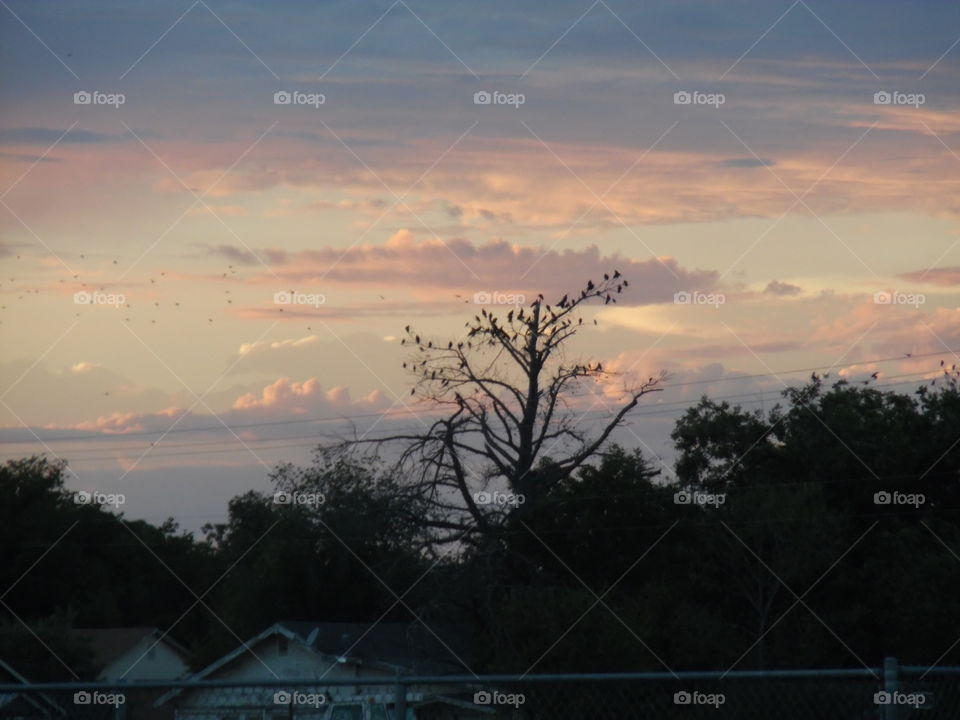 East Texas sunset. This is a picture of some birds that were perched in a tree. 👣 🚶 🏃 🔥 💨