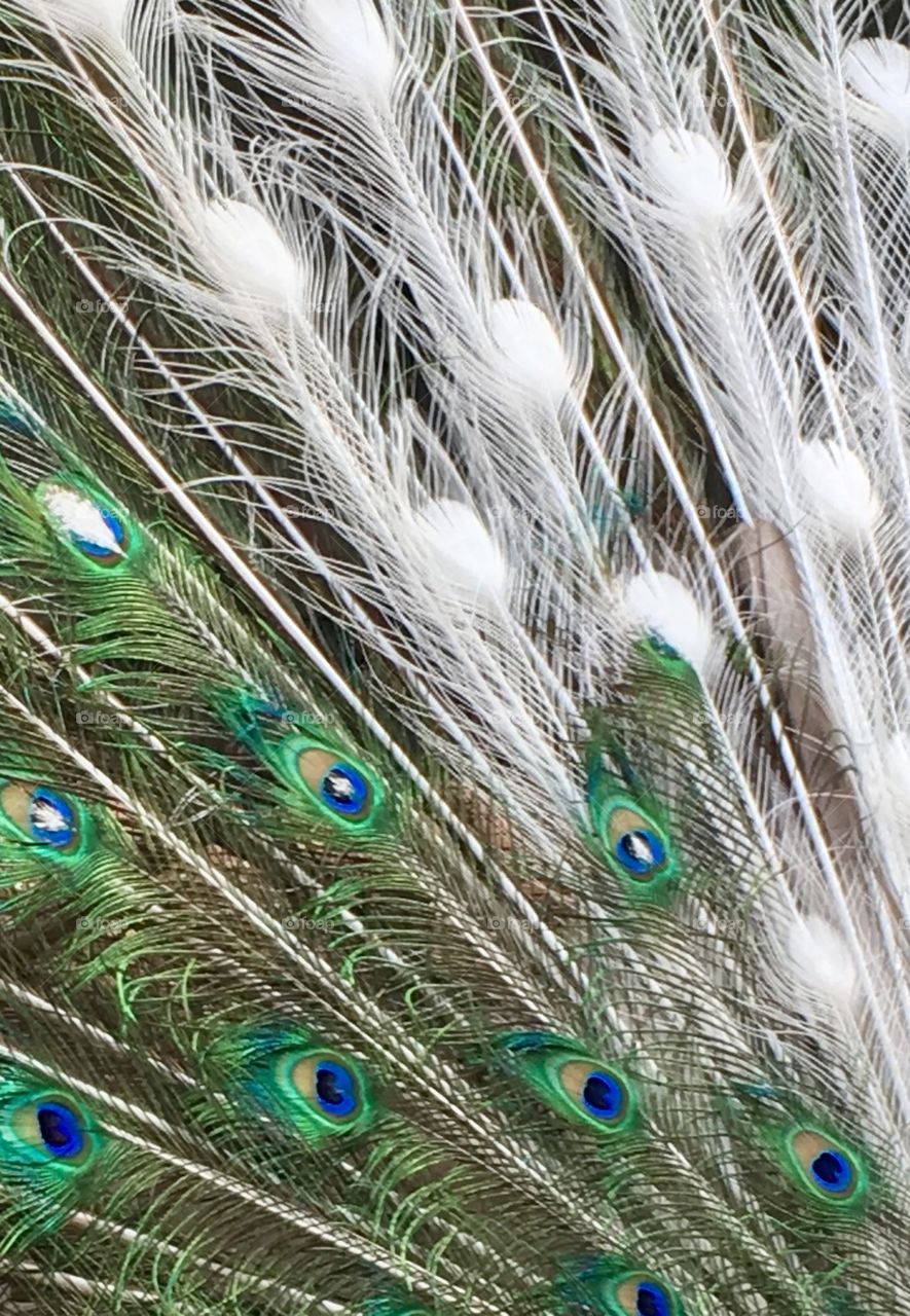 Peacock plume feathers full spread artistic 