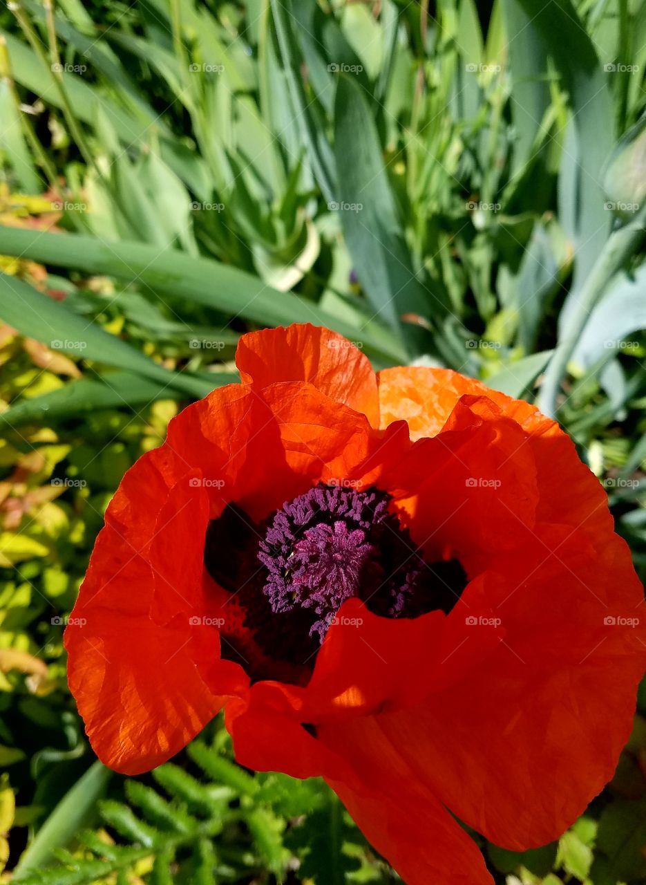 first poppy