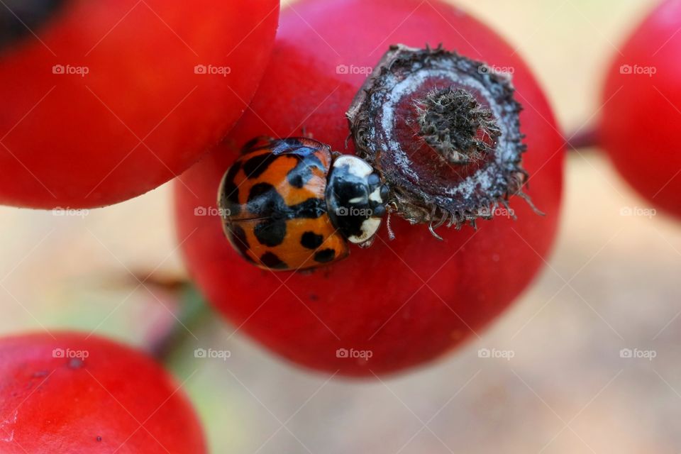 Ladybug