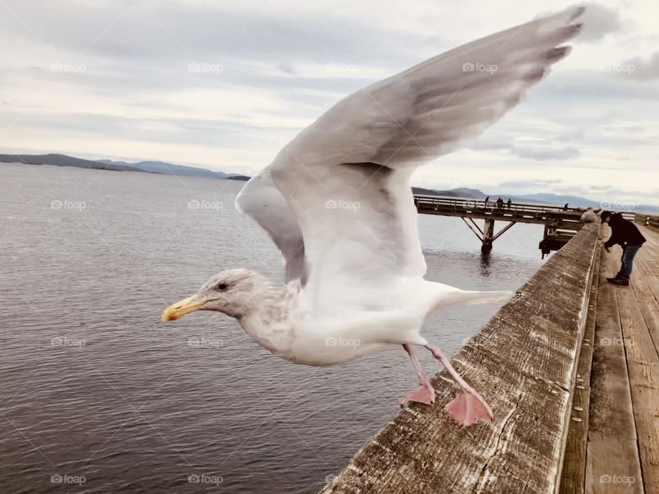 Sidney Harbour Pier Seagull Takes Flight Classic Close Up Winter Photography 