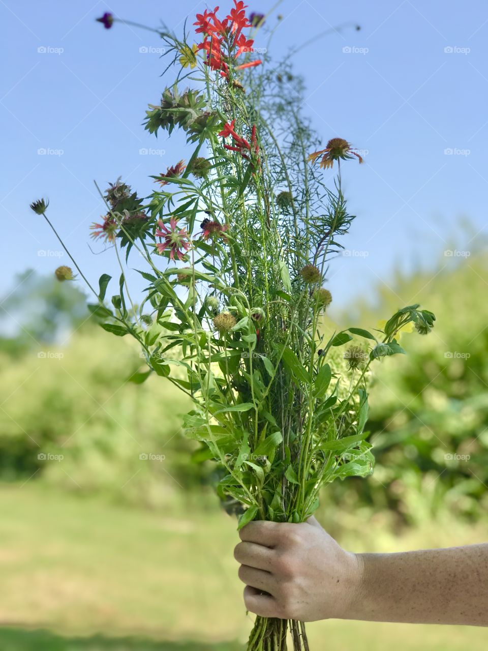 Picking Wildflowers 