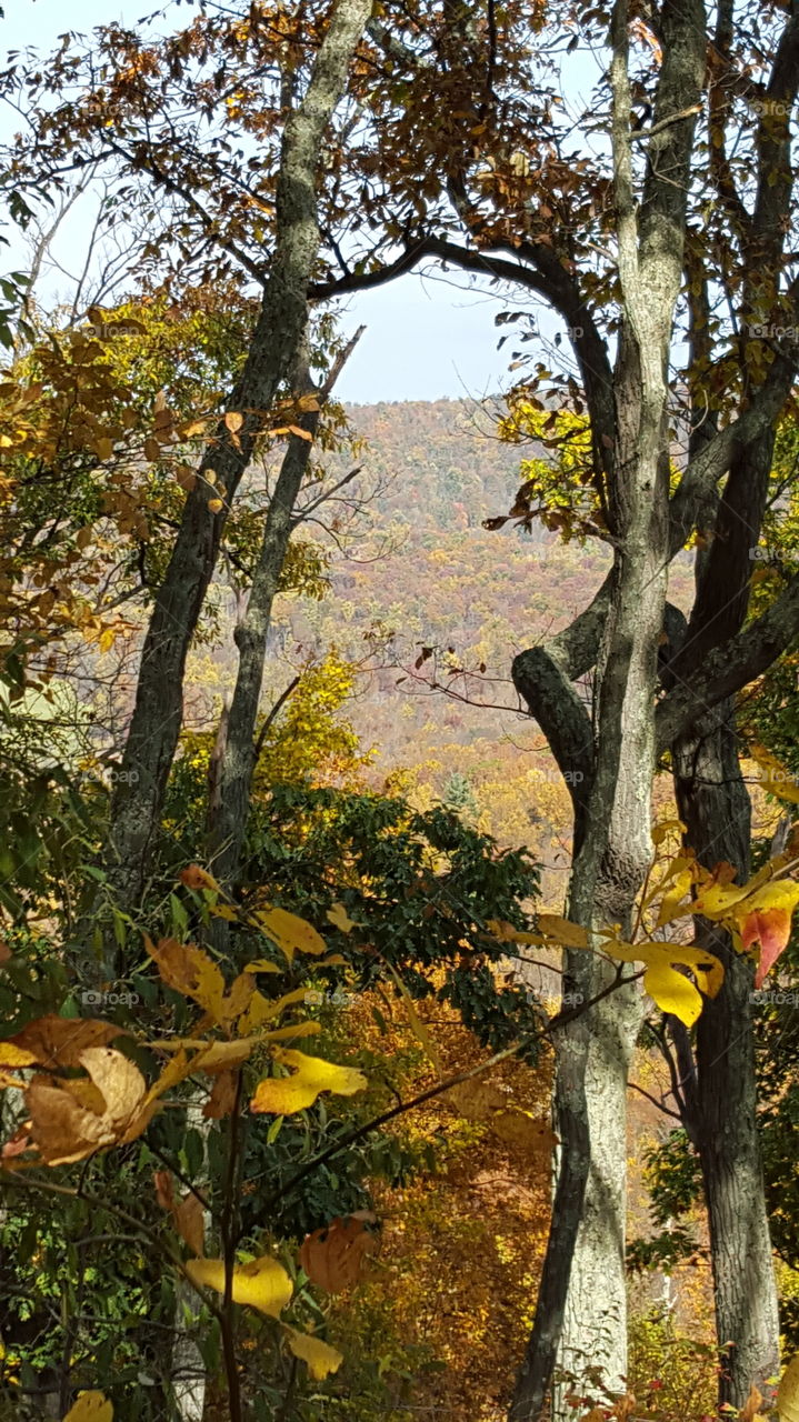 Tree, Fall, Leaf, Wood, Nature