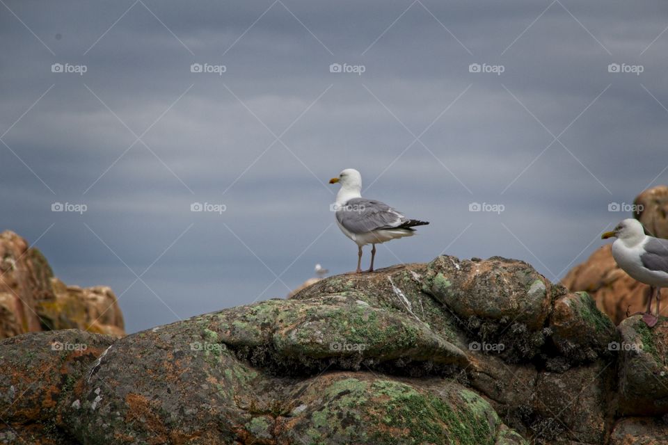 seagull on the rocks