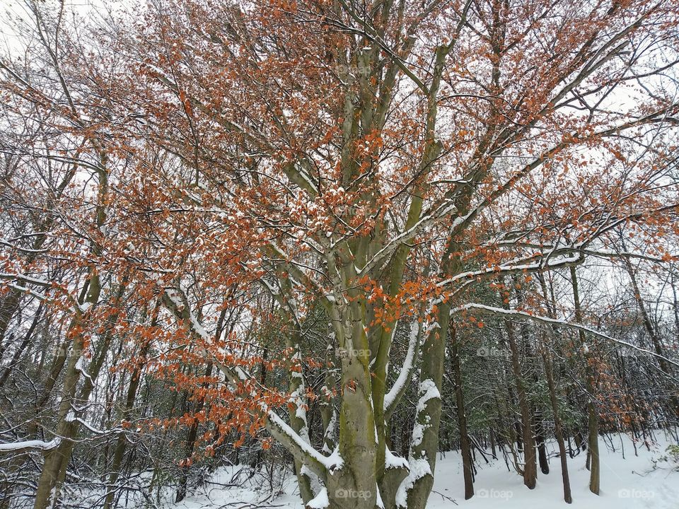 Fall tree with orange leaves lightly covered in snow.