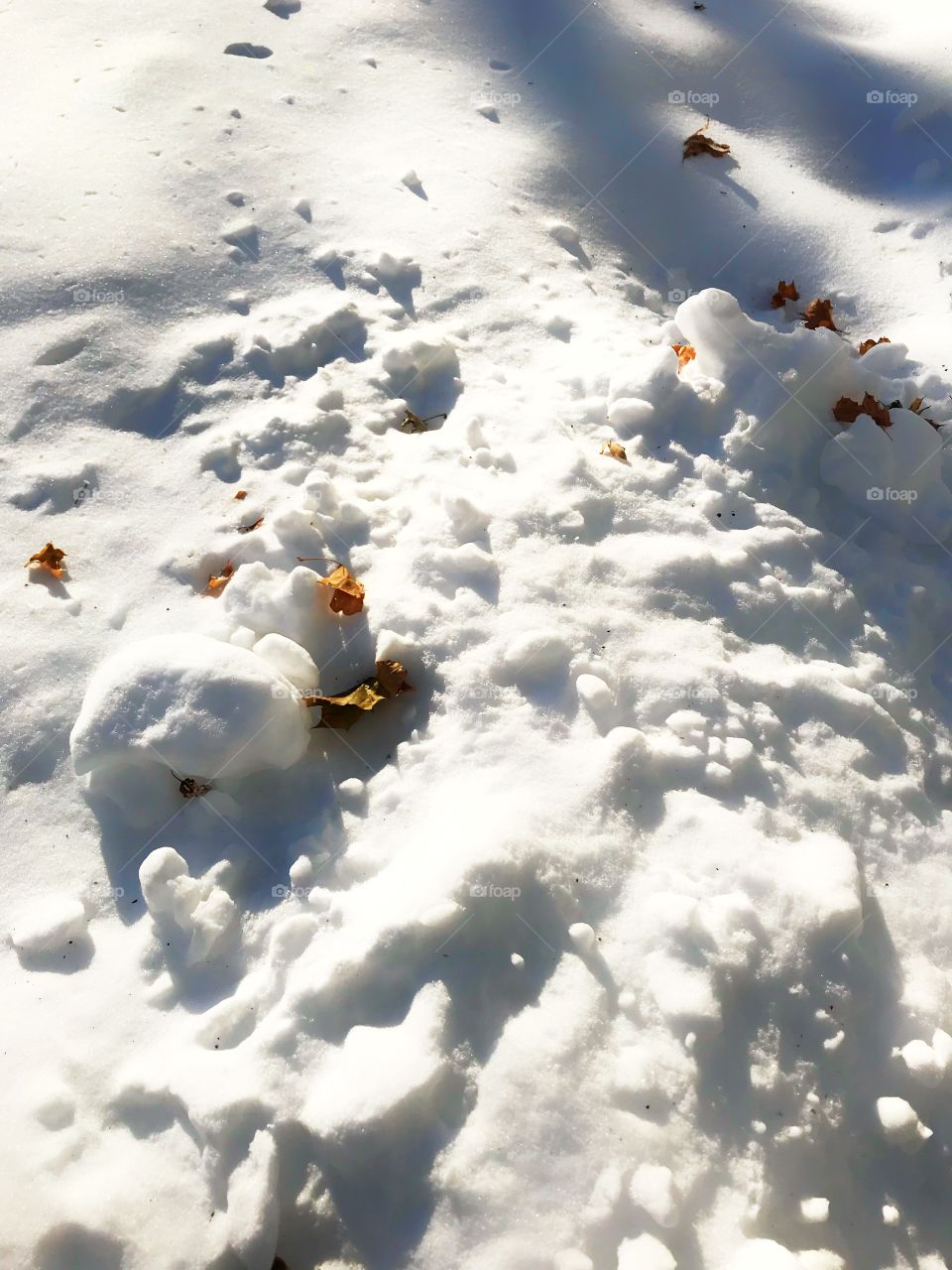 Snow and leaves