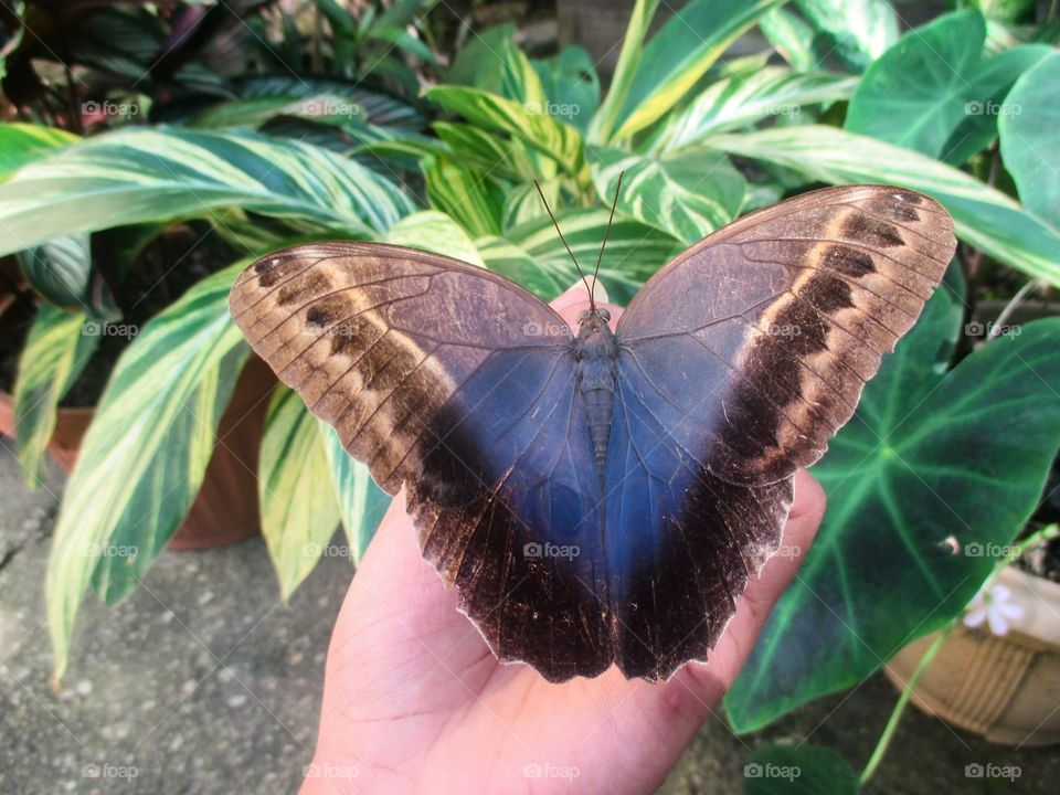 Caliago Memnon butterfly