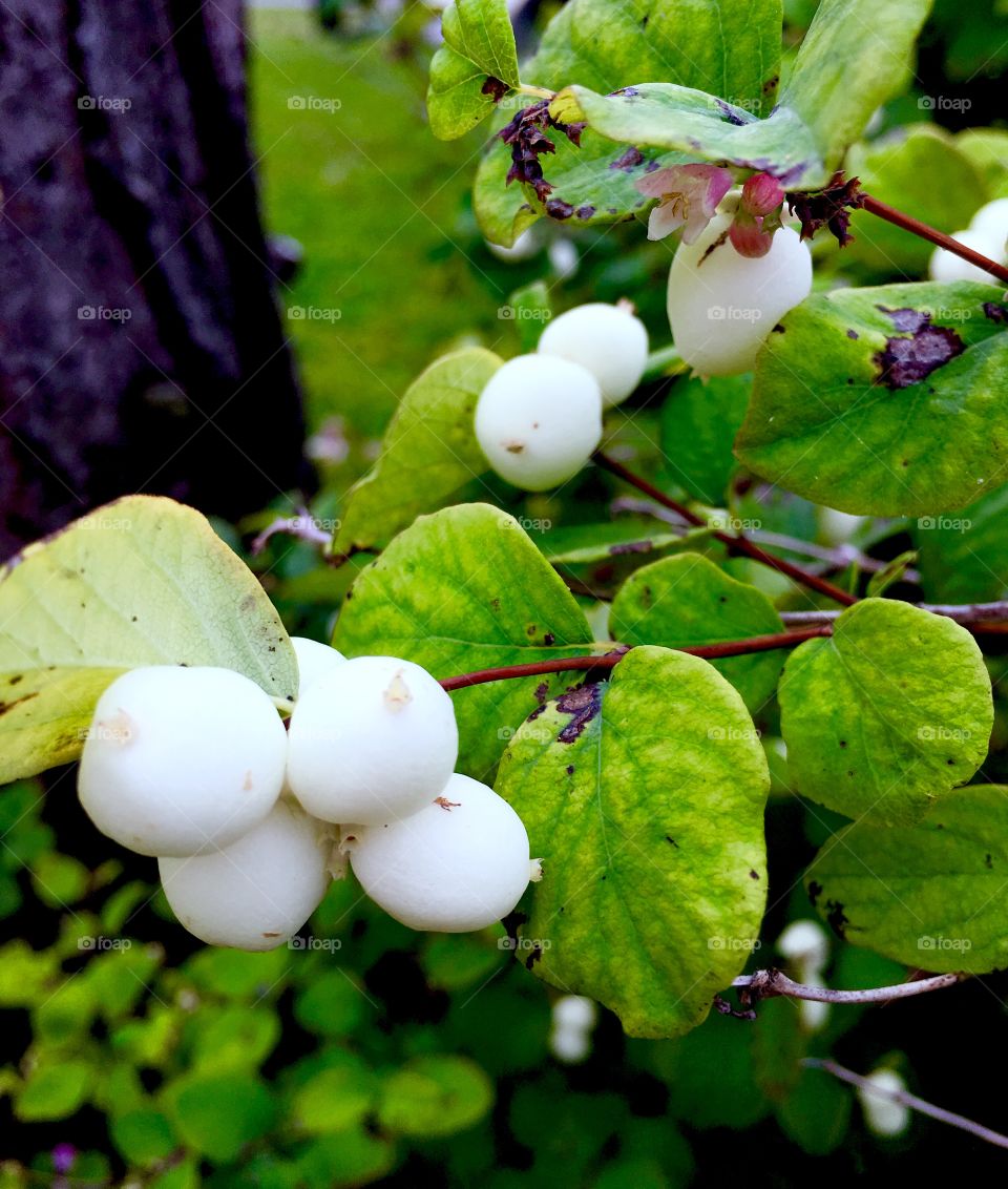 Snowberry