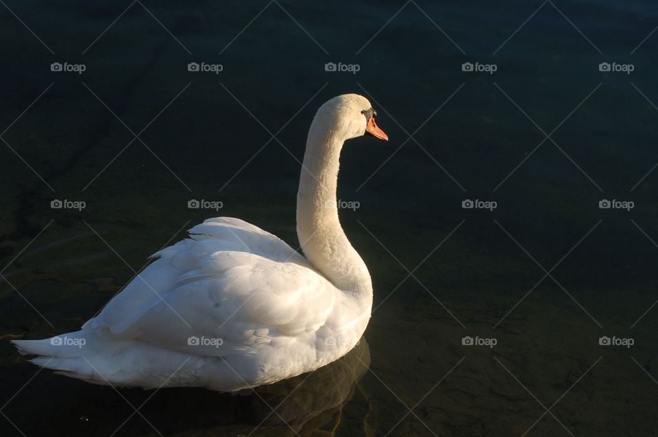 Swan on lake in Geneva