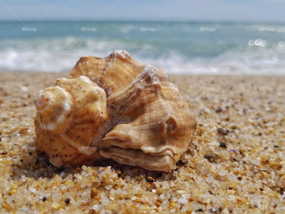 Seashell on the beach