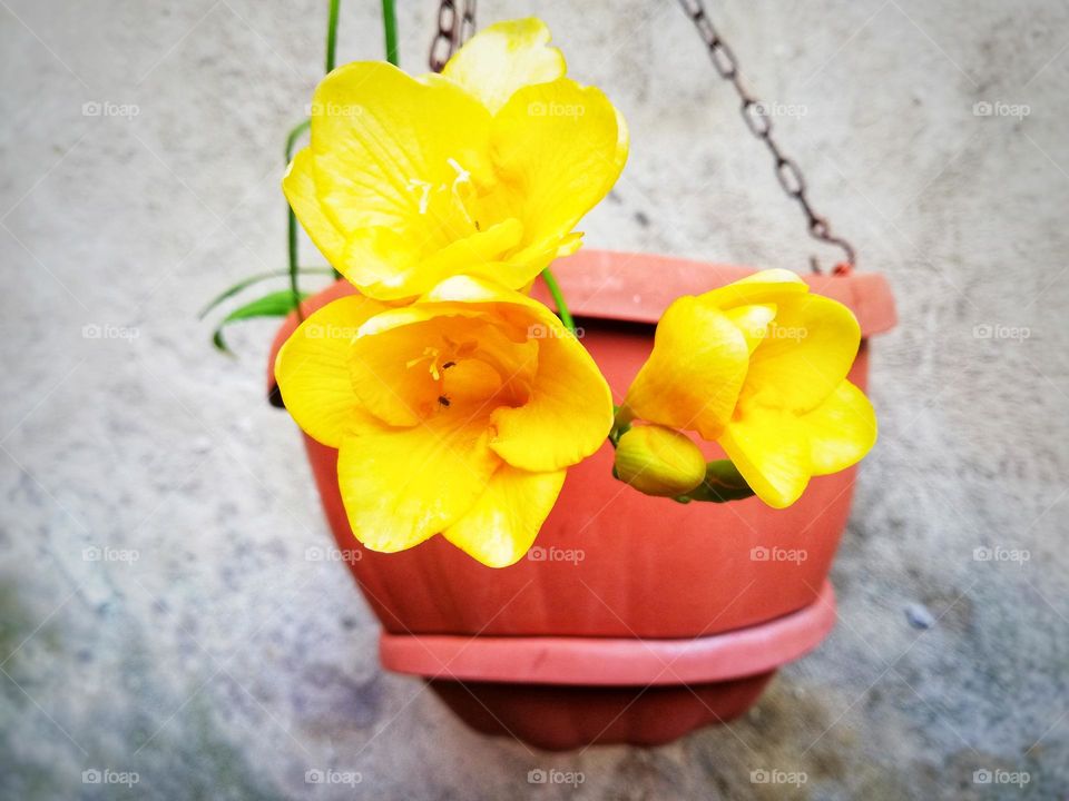 little yellow flowers in a hanging vase that have just blossomed