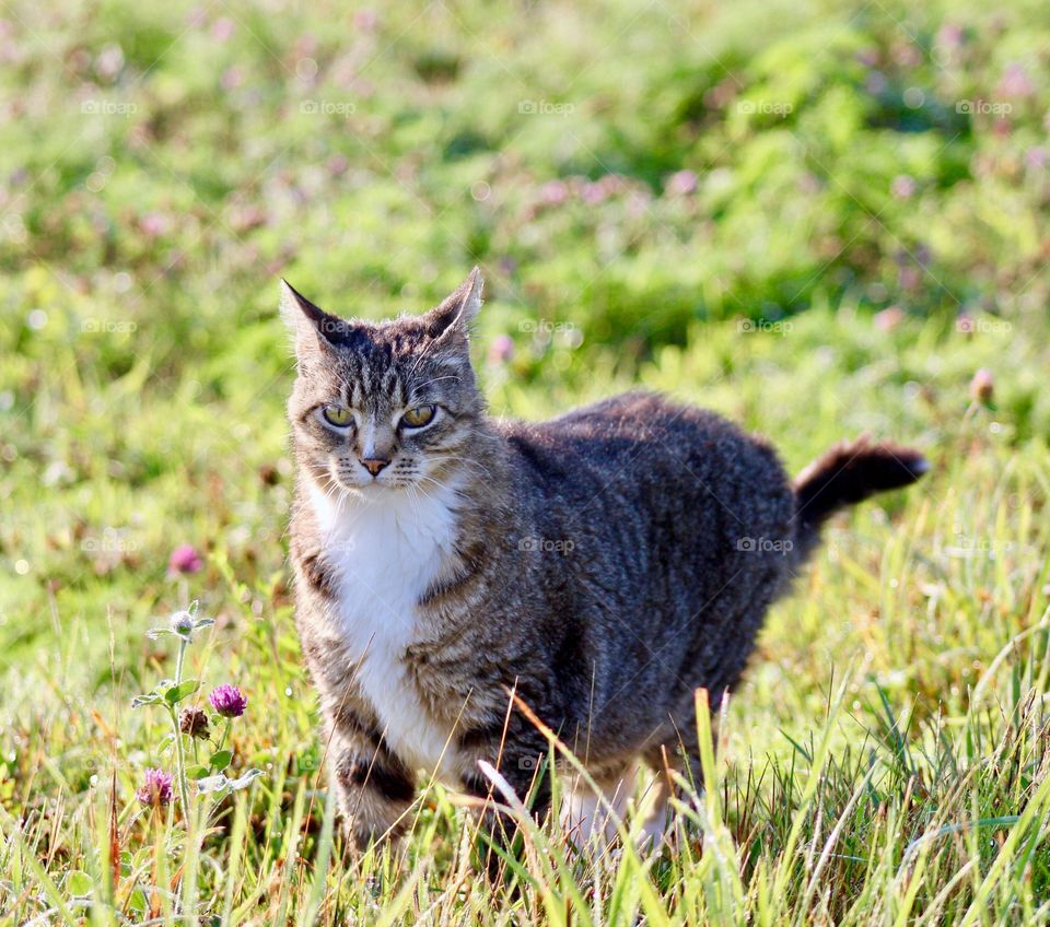 Cats of the USA!