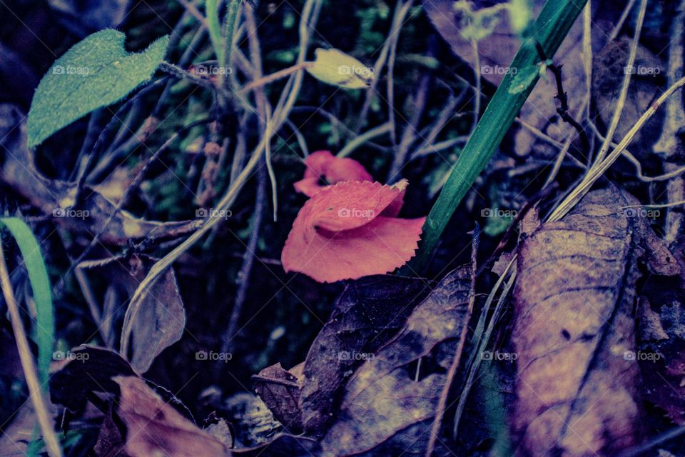 red leaf resting in the dirt