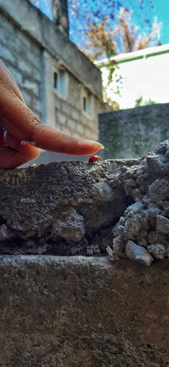 pretty lil ladybug 🐞